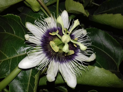 passion flower at night