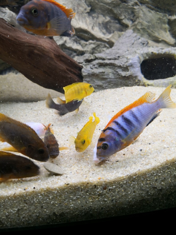 feeding mbunas