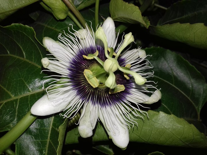 passion flower at night