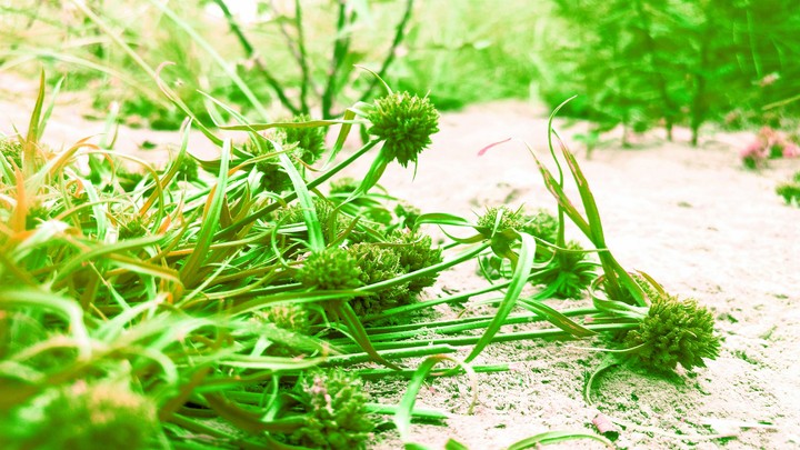 greenery