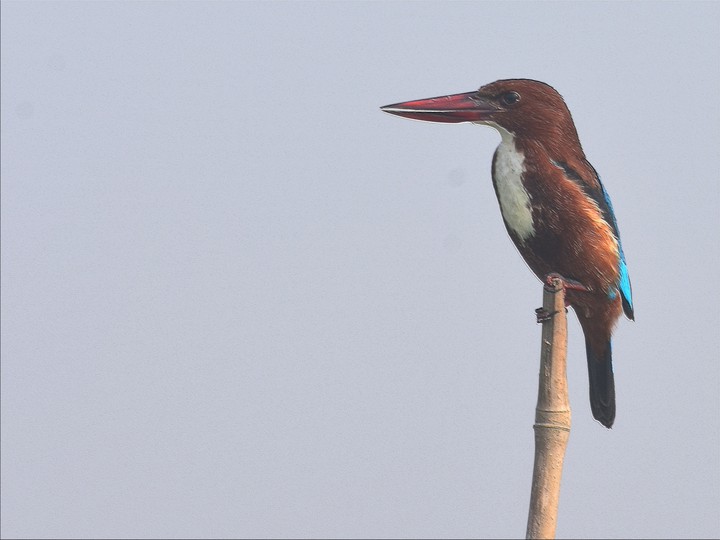 Birds