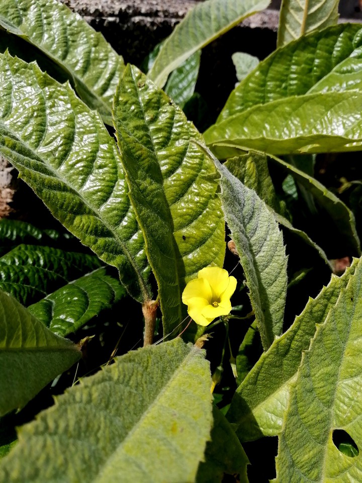 #yellow & green