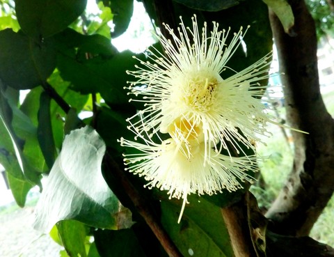 Nature