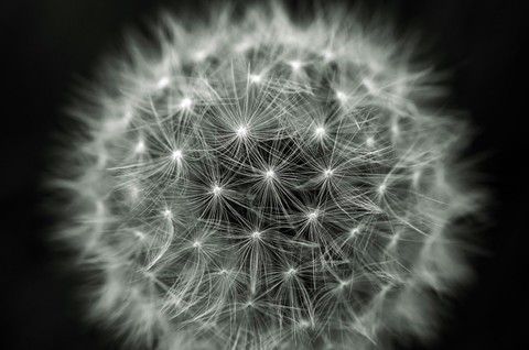 тапети dandelion, black