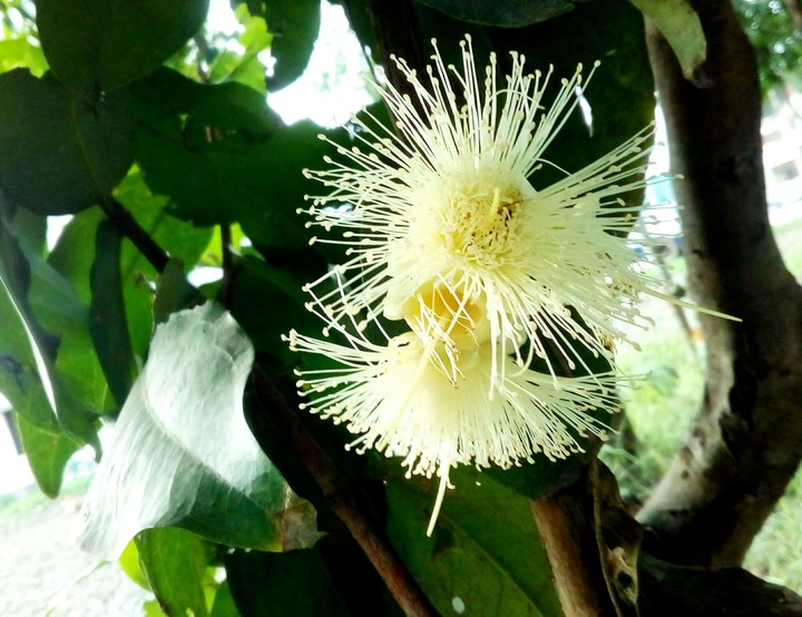 Nature