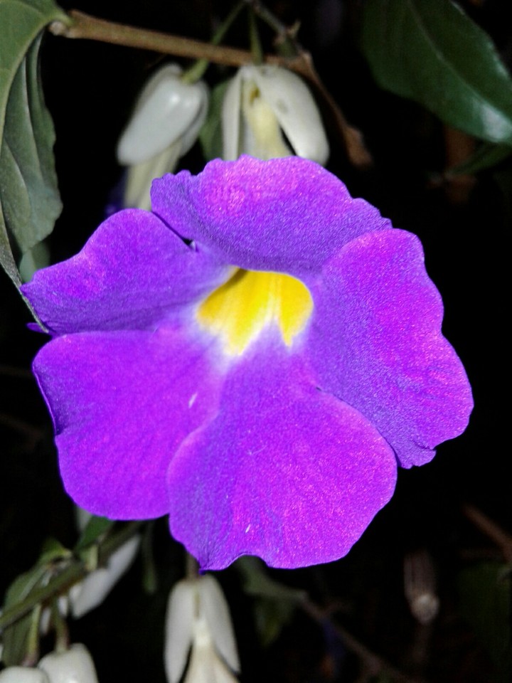 flor