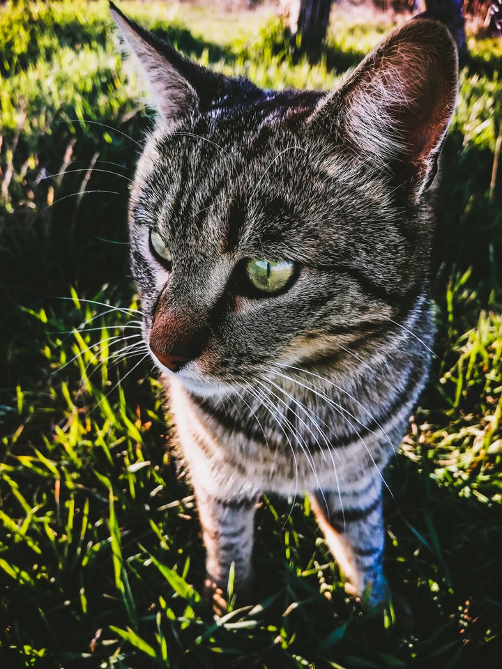 cat