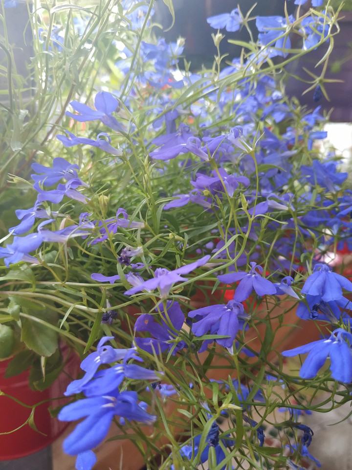 Blue balcony plant