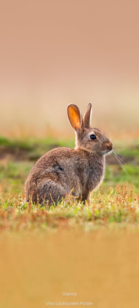 sfondi Rabbit, plant