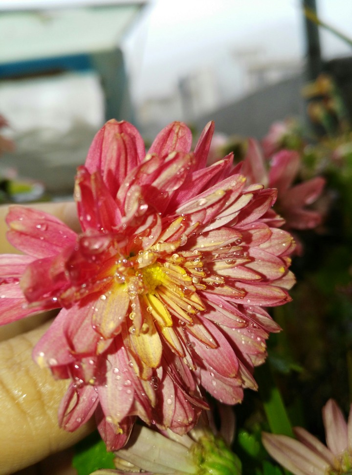 Chrysanthemum