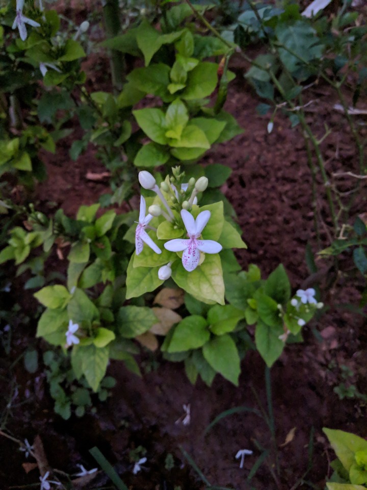 flowers