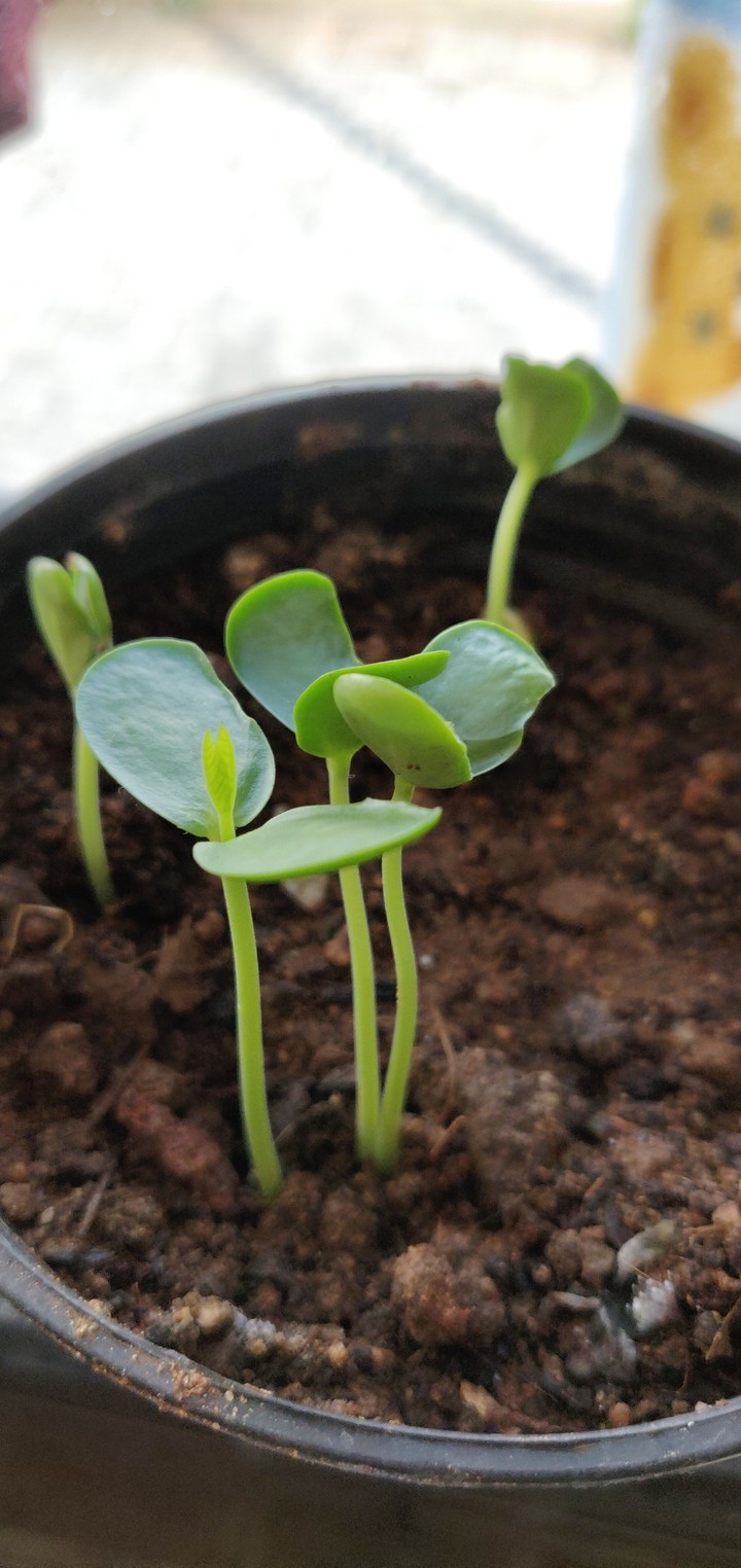 Germination