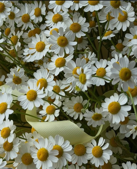 chamomile, petal wallpapers