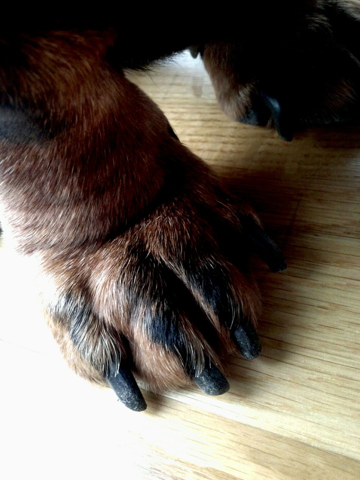 Little Paw