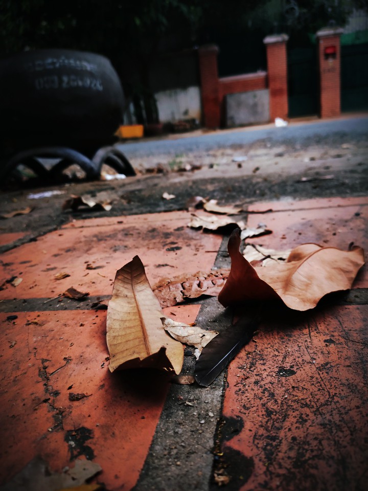 Dry leaf