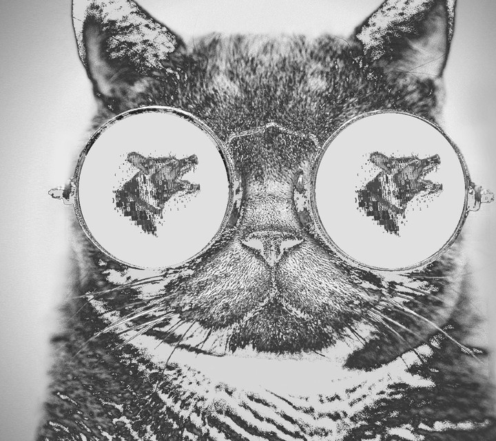 Blac and White Cat