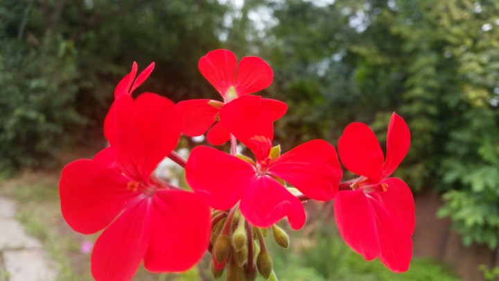 red