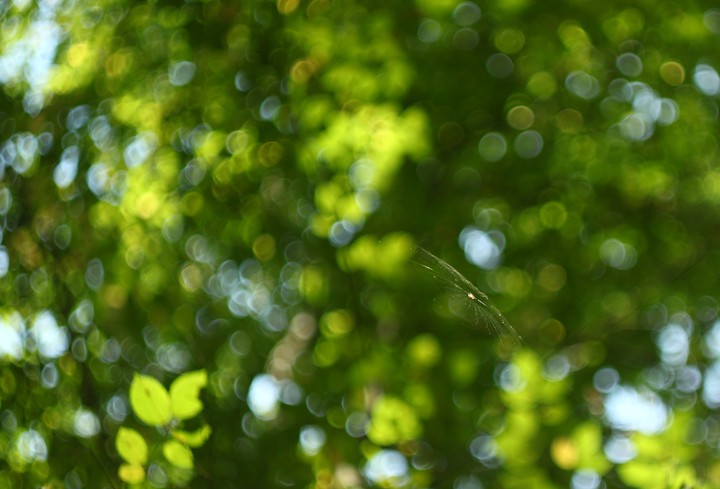 Spider web