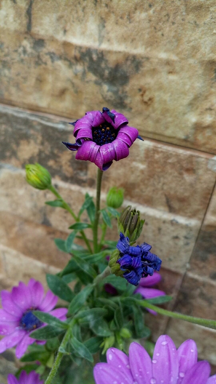 purple flowers 