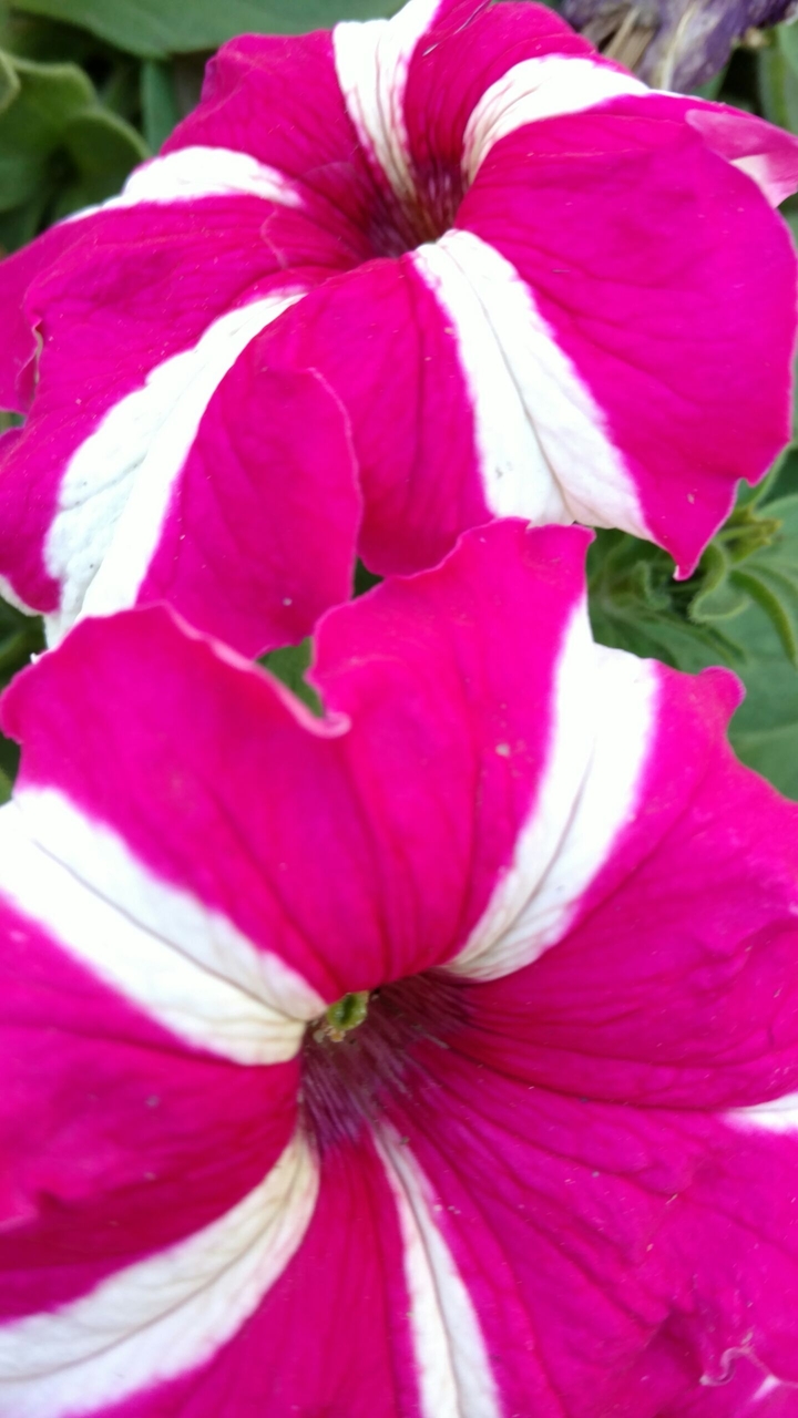 Rosa