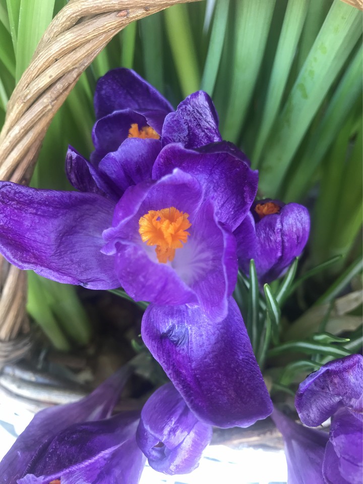 fiore