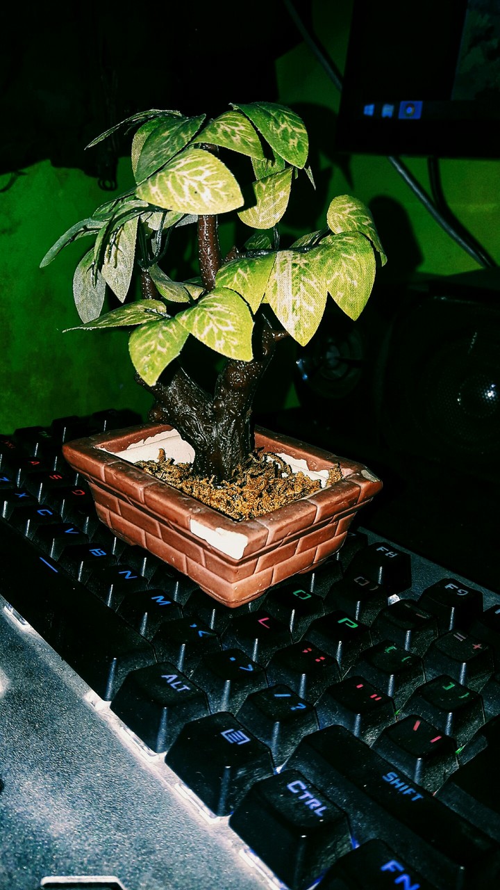 bonsai