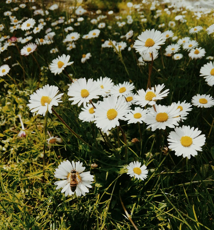 Easter daisies