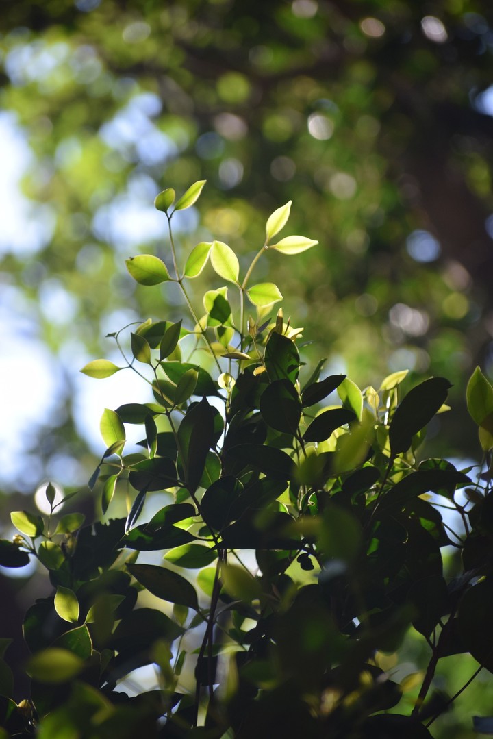 greenary
