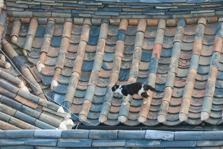 고양이