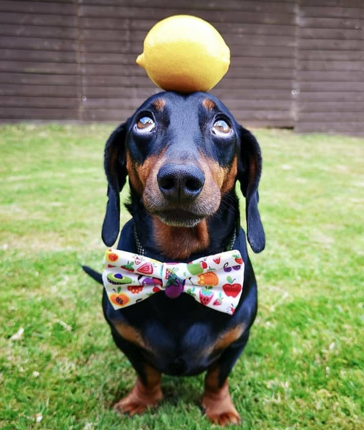 when life gives you lemons