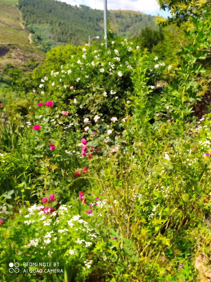 mi jardín