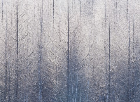Season