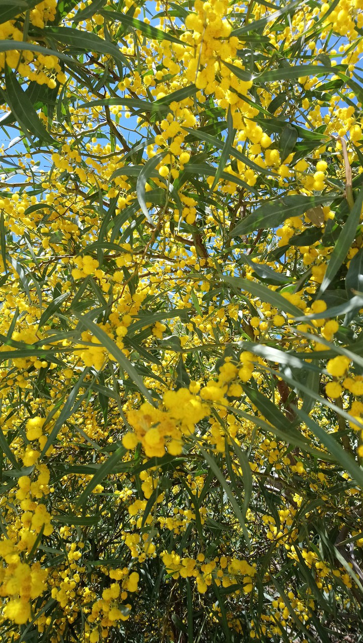 spring