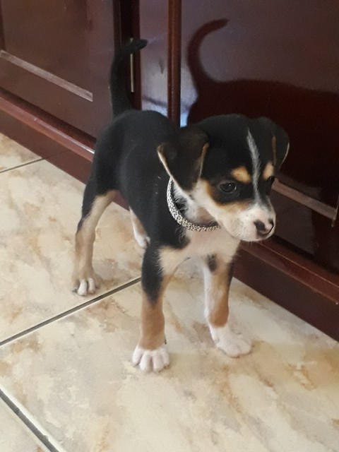 Dora: The dog