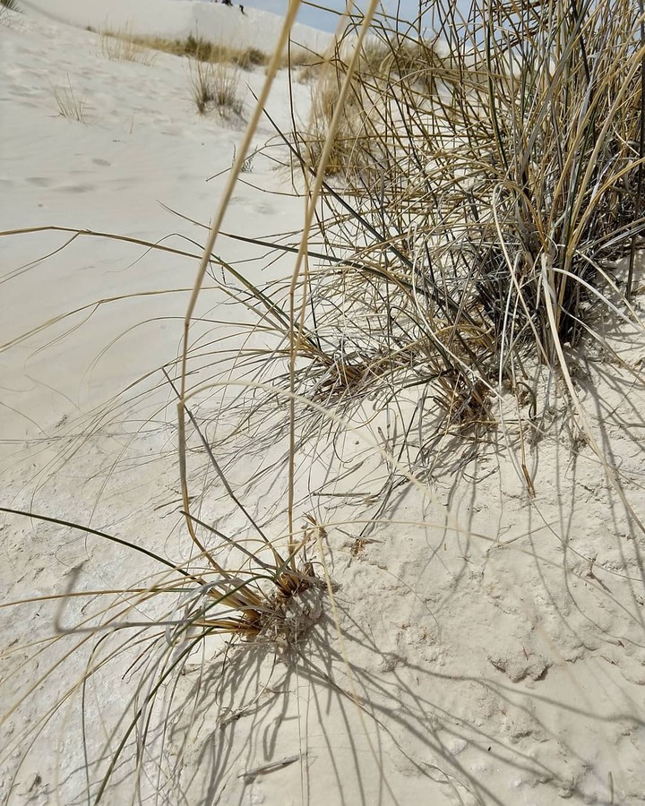 Desierto 