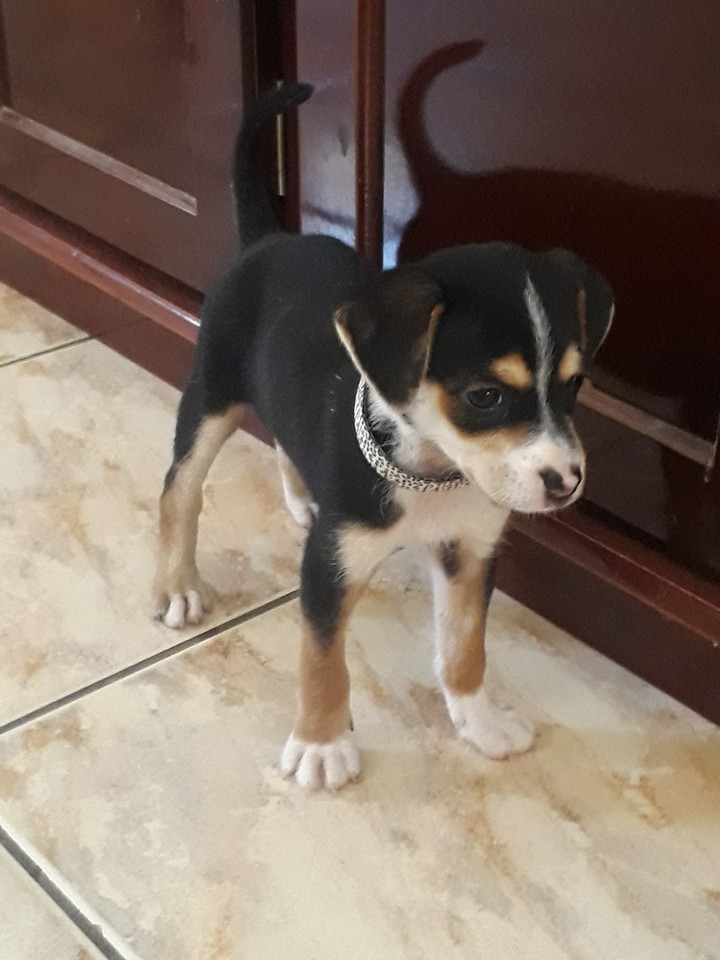 Dora: The dog