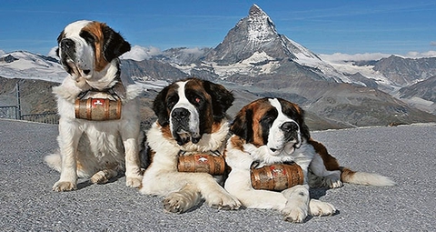 canidae, dog Hintergrundbilder