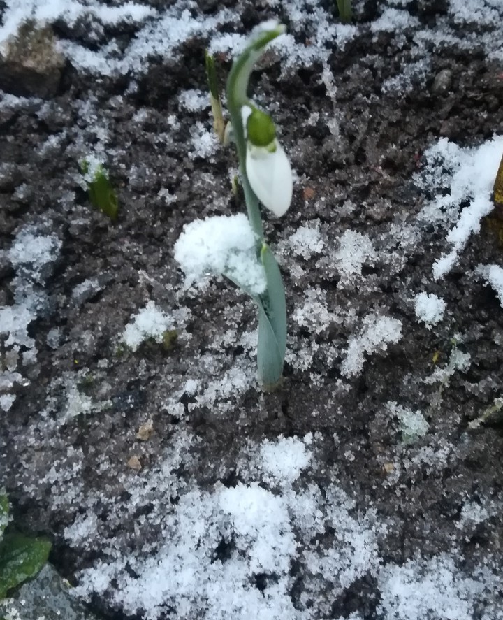 Snowdrop