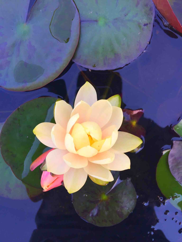 Lotus