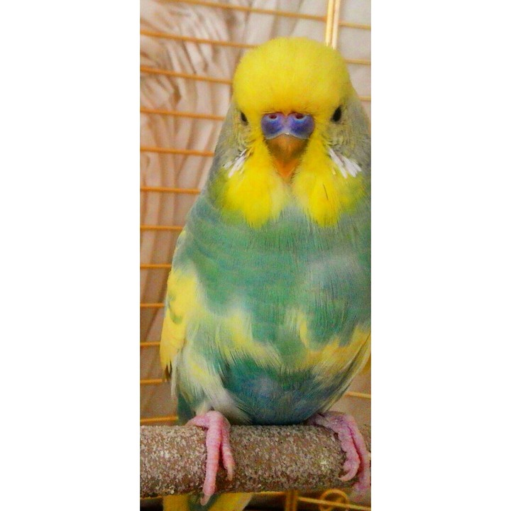 boncuk