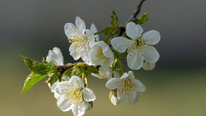 blossom