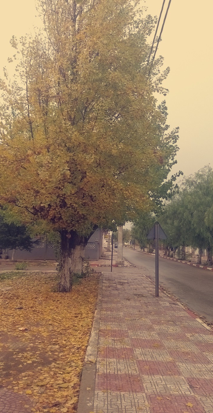 Algerian fall