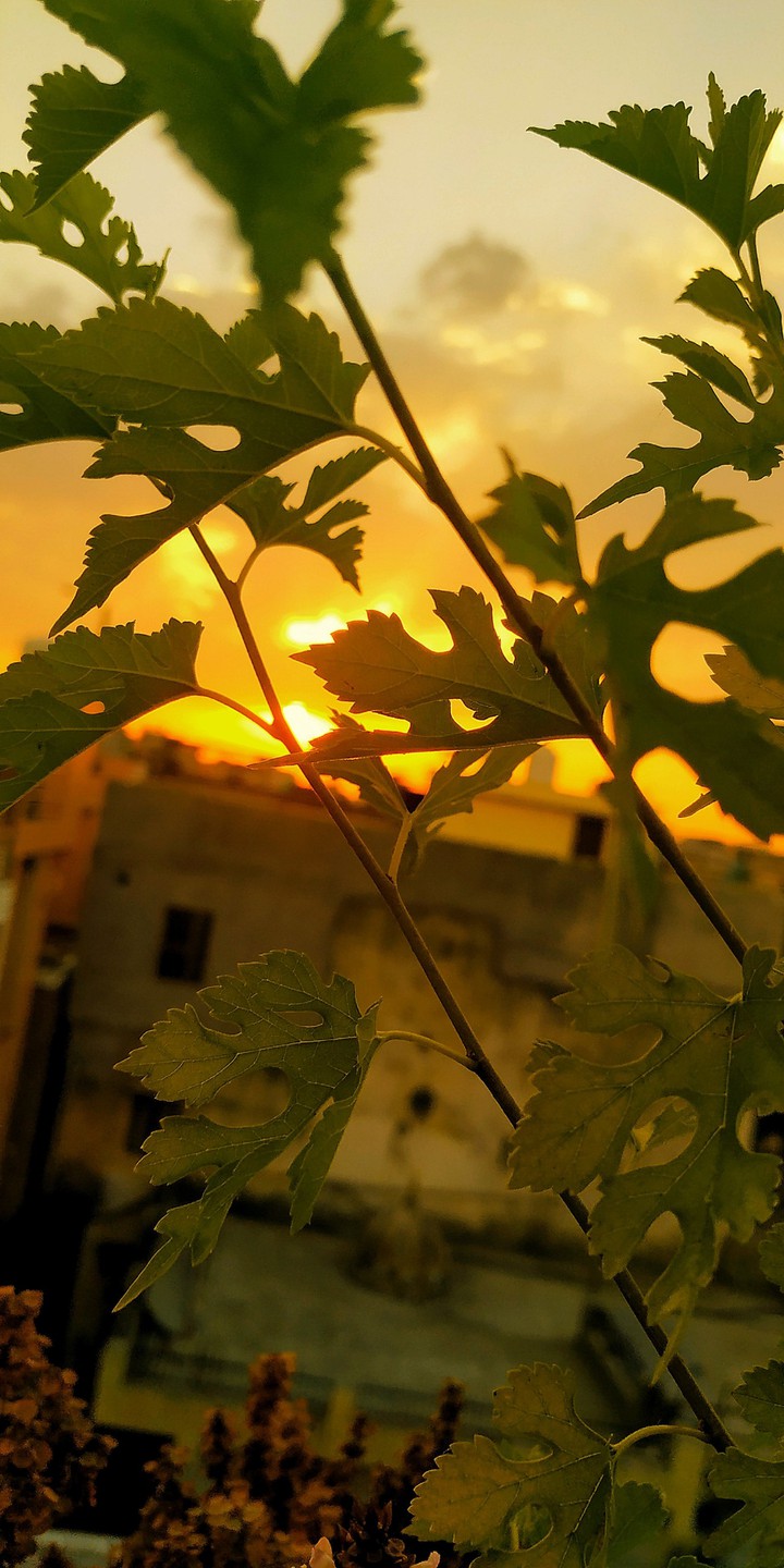 evening nature image