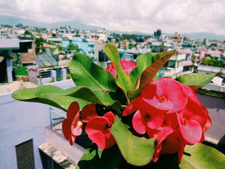 ⛅ Flower