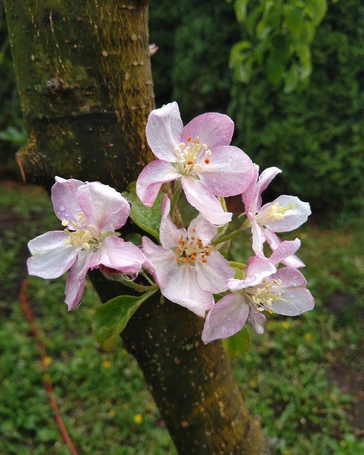 appletreeblossom after the rain