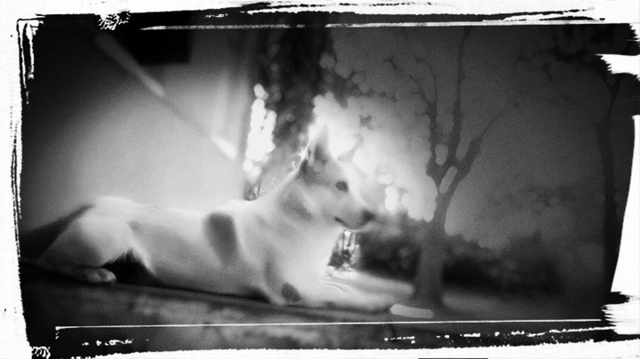 The Great dog