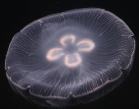 тапети bioluminescence, circle