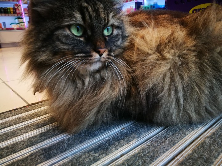 cat