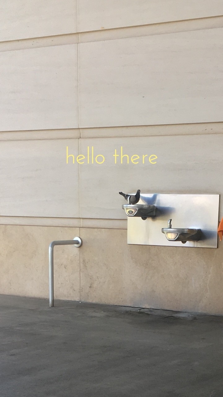 pigeon says hello