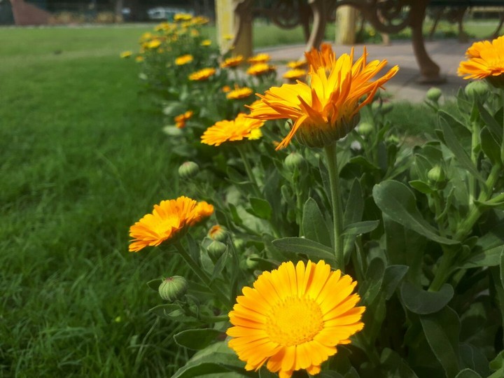 flowers